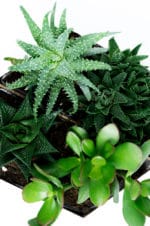 Upcycling Projekt: Mini Sukkulenten Garten