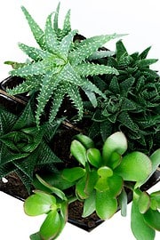 Upcycling Projekt: Mini Sukkulenten Garten