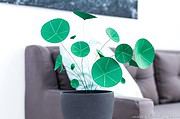 Chinesischer Geldbaum (Pilea) aus Papier