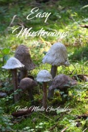 Magic Mushrooms - Die einfachsten Betonpilze der Welt