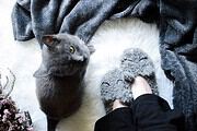 Kätzchen Slipper