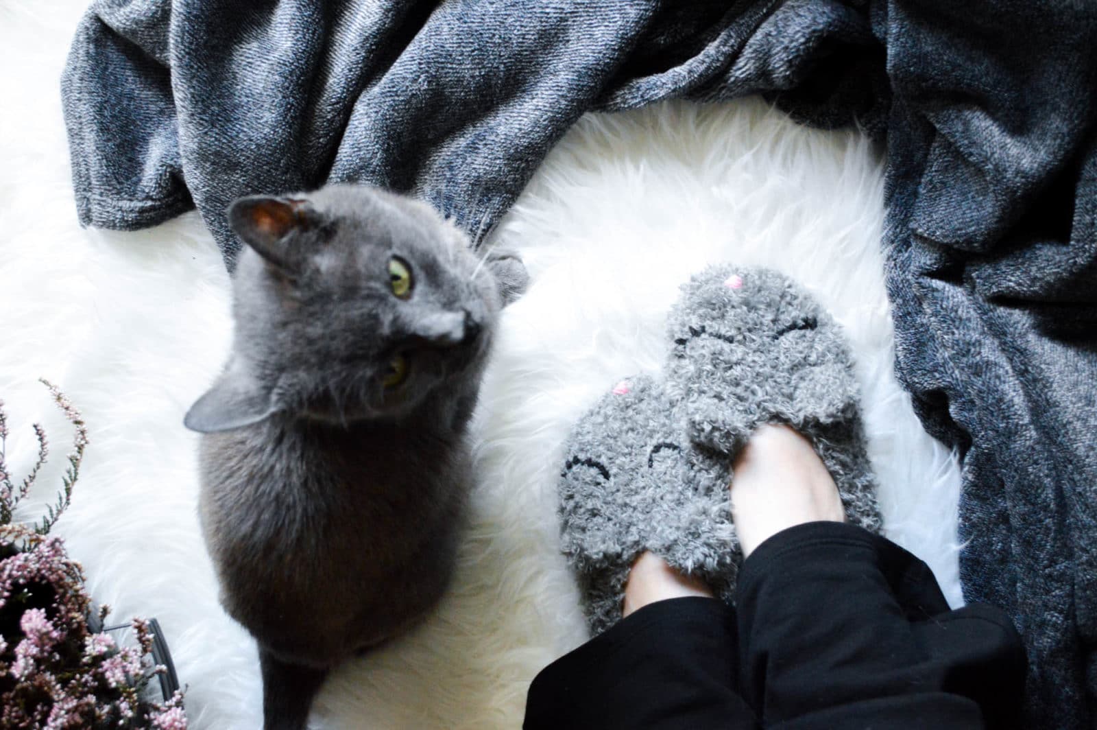Kätzchen Slipper
