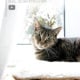 Katzenbett selber bauen – für Fensterbank & Heizung | mit Video