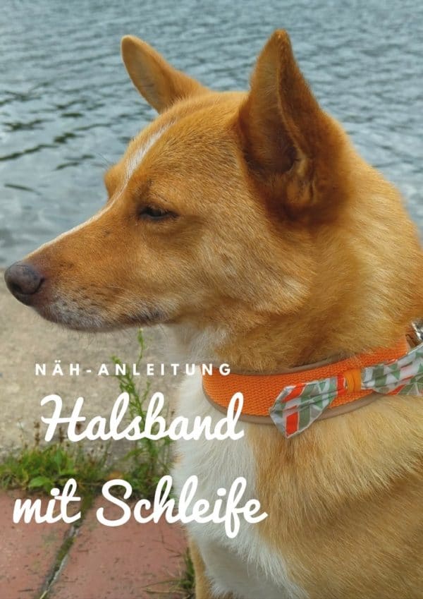 Anleitung: Hundehalsband mit Schleife