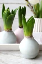 DIY – Hyazinthen in Wachs – Frühlingsdeko in Pastell