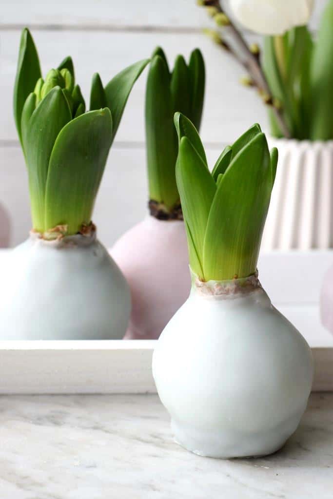 DIY – Hyazinthen in Wachs – Frühlingsdeko in Pastell
