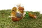 Noch eine Schnecke