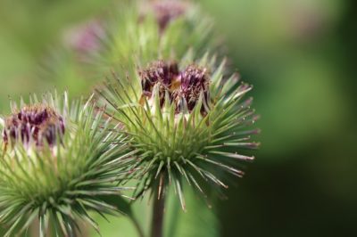 Klettenwurzelöl selbst herstellen