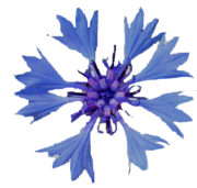 Detailaufnahme einer blauen Kornblume, die handgefertigt und künstlerisch gestaltet wurde, ideal für kreative und handgemachte Projekte bei Handmade Kultur.