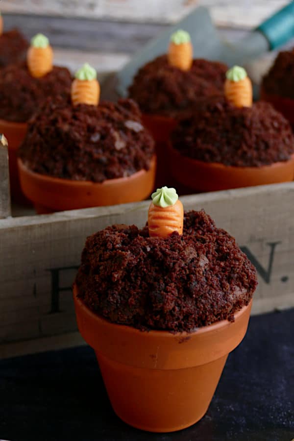 Schokoladenmuffins im Terracotta-Blumentopf mit Mini-Rüblis