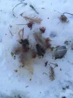 Winterkunst
