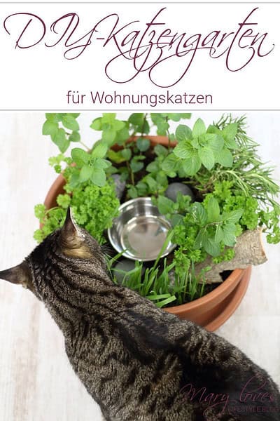 DIY-Katzengarten für Wohnungskatzen