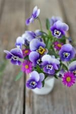 Blumen trocknen und pressen in 2 Minuten!
