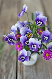 Blumen trocknen und pressen in 2 Minuten!
