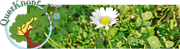 Detailaufnahme einer Gänseblümchen-Blüte auf grünem Gras, symbolisiert Natur, Handarbeit und kreative Gestaltung im Kontext von Handmade Kultur.