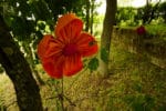XXL-Stoffblumen