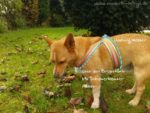 kostenlose Anleitung: Hundegeschirr nähen