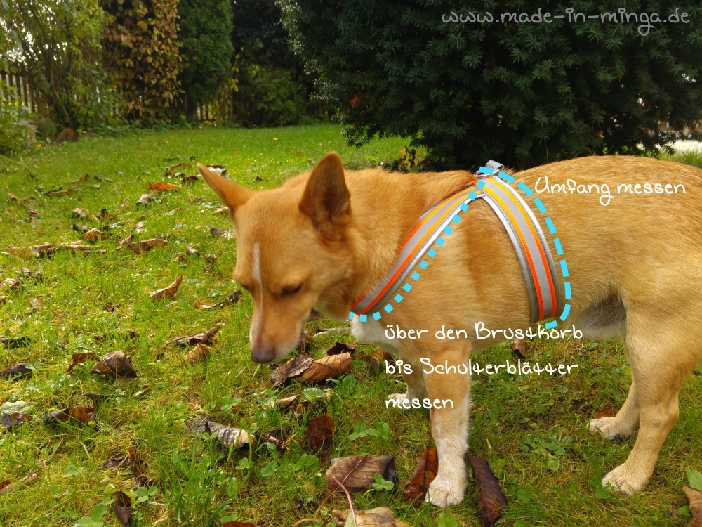 kostenlose Anleitung: Hundegeschirr nähen