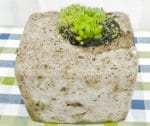 Wie man Torfbeton (Hypertufa) herstellt