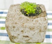 Wie man Torfbeton (Hypertufa) herstellt
