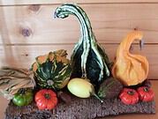 Herbstdekoration mit kleinen Kürbissen