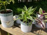 Garten in der Dose