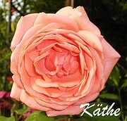 Detailaufnahme einer zarten, peachfarbenen Rosenblüte mit voll erblühten Blütenblättern, die die Schönheit handgemachter Blumen widerspiegelt.