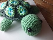 Schildkröte Alwi