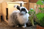 flock&fleece