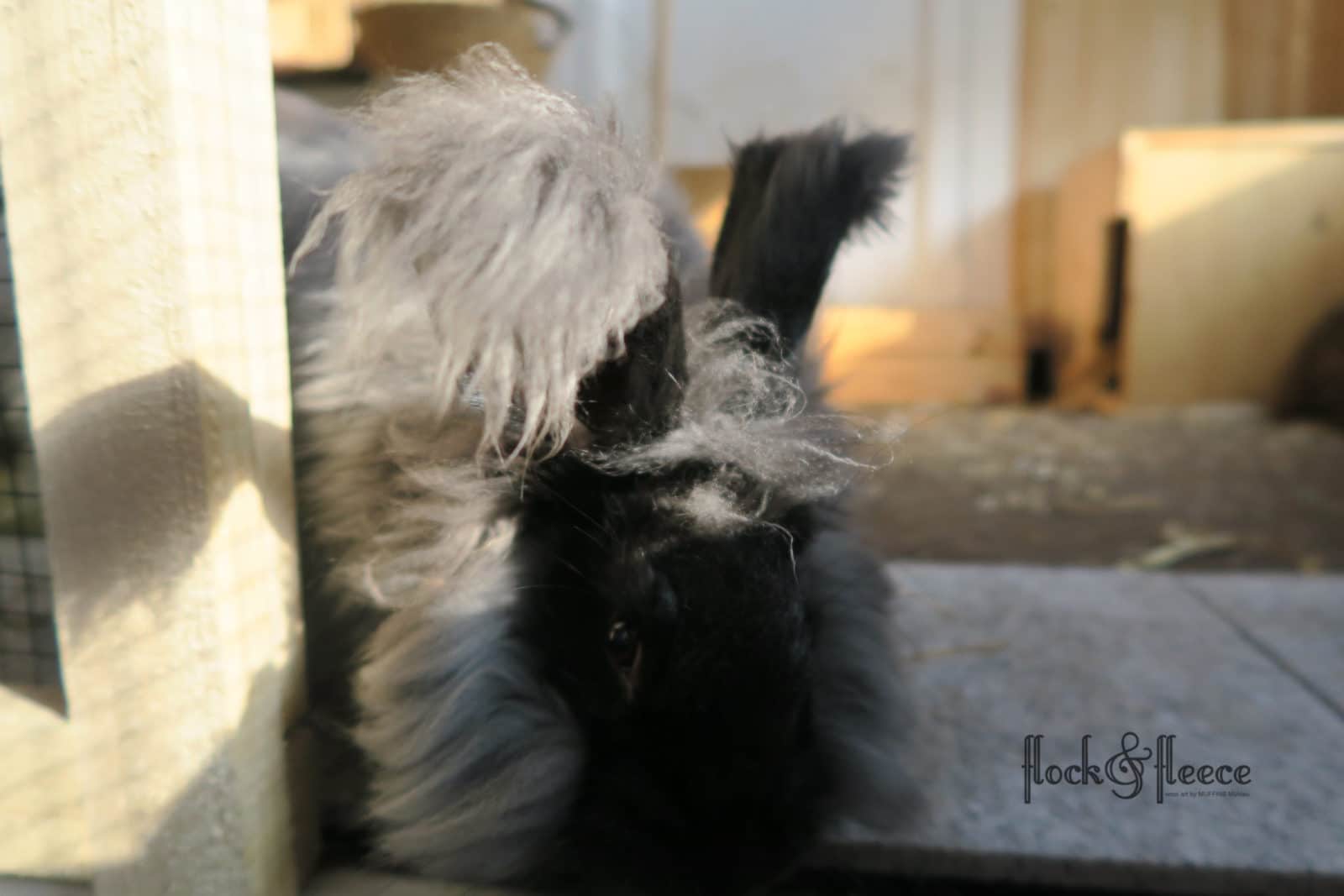 flock&fleece