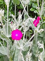 Leuchtend pinke Blume mit silbrig-grünen Blättern und zarten Blütenknospen, die in einem Garten wachsen, symbolisiert kreative Handwerkskunst und Naturverbundenheit.