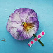 Bunte Blume mit violetten und gelben Tönen, dekorativ auf blauem Hintergrund, mit Papierclip als kreative Verzierung, ideal für Handmade- und Bastelprojekte.