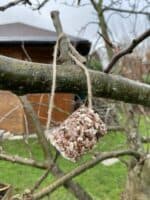 Vogelfutter selbstgemacht
