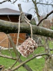Vogelfutter selbstgemacht
