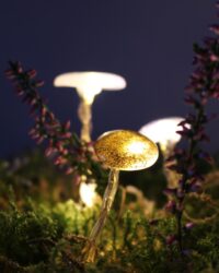 DIY Leuchtpilze - Leuchtende Pilze basteln