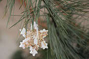 Weihnachtsbaumschmuck selber herstellen