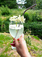 Holunderblütensirup selber machen