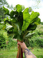 Selbstgemachter Rhabarbersirup