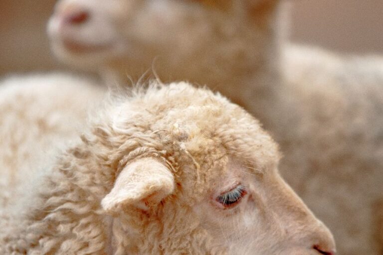 Schaf mit lockigem, cremefarbenem Fell, Nahaufnahme, ländliche Atmosphäre, Handarbeit, Naturmaterialien, handmade Kultur, Kunsthandwerk, ländliche Tradition, nachhaltige Herstellung.