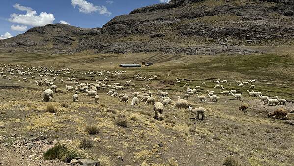 Weide mit Lamas und alpinen Bergen im Hintergrund.