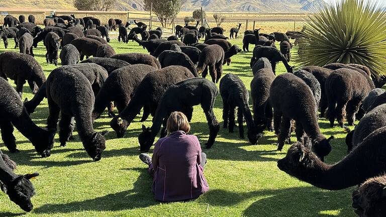 Schwarze Lamas beim Weidegang auf grüner Wiese, ländliche Tierhaltung, outdoor Bauernhof, Naturerlebnis, Tierfotografie, Handmade Kultur, nachhaltige Landwirtschaft.