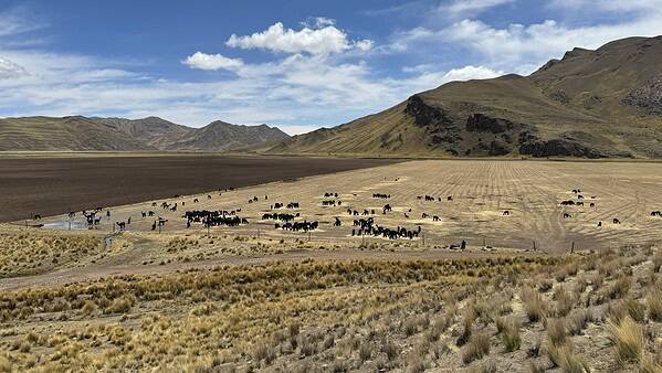 Gestrandete Pferde auf einer weiten, hügeligen Landfläche in Peru, umgeben von Bergen, unter einem blauen Himmel.