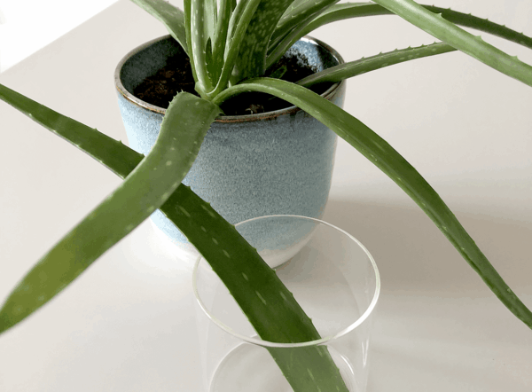 Wirksame DIY Naturkosmetik mit Aloe Vera