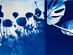Cyanotypie (Blaudruck) Fotokurs – ein Workshop für Einsteiger*innen