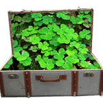 Grüne Glücksklee-Pflanzen in einem offenen, vintage Koffer, symbolisiert Natur, Glück und kreative Handwerkskunst bei Handmade Kultur.