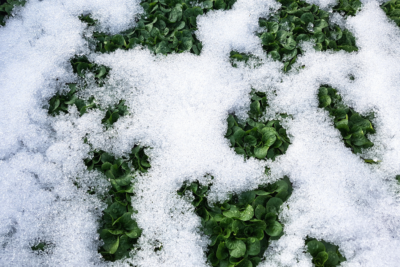 Wintersalat
