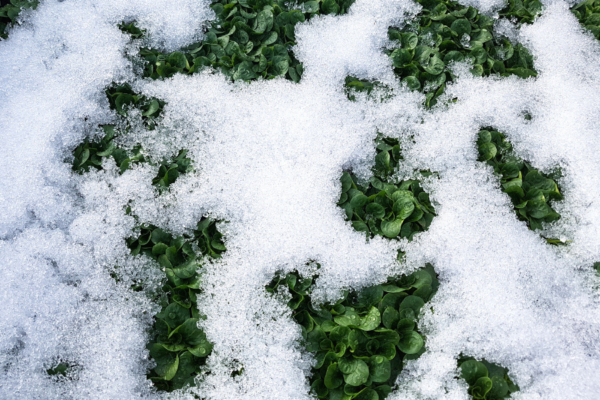 Wintersalat