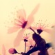 blüte