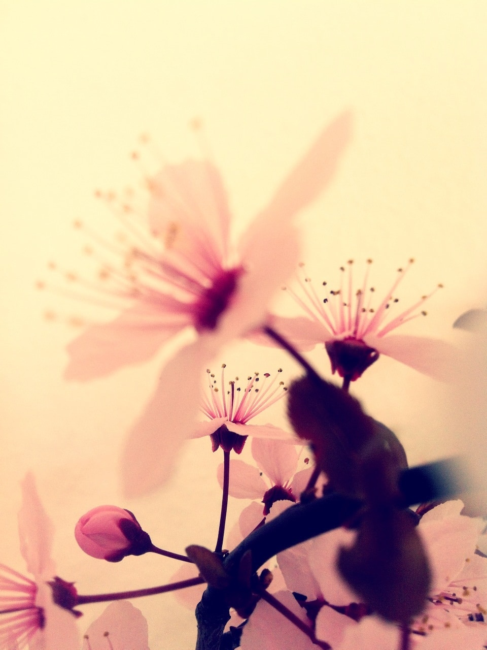 blüte